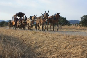 Uno de los mulos se hirió durante el camino y decidieron llevarlo de reata.