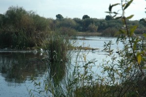 En la Laguna de Palos se han encontrado hasta cuatro especies diferentes de murciélagos.