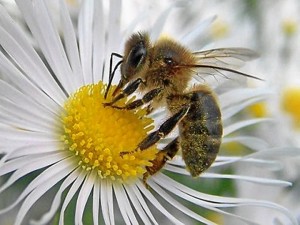 Huelva es ecológica.