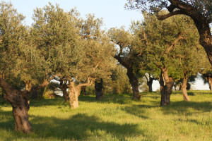 El olivo ecológico destaca en Huelva. / Foto: besana.es.