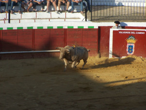 Toro Prieto de la Cal. 