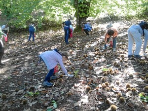 El castañar, uno de los bosques más abundantes en el Parque.