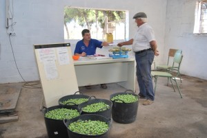 Las personas que porten aceitunas deberan ir documentados con un Conduce de procedencia.