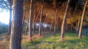 Doñana está muy relacionada con la civllización tartésica. 