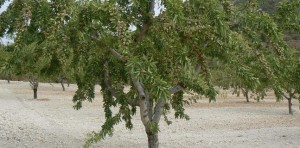 La ayuda a los frutos de cáscara va destinada a agricultores con plantaciones de almendro, avellano, nogal, pistachero y algarrobo.