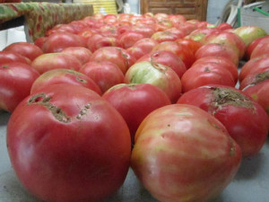 Cada mata da alrededor de 12 kilos de tomates.