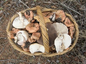 Coger y comer setas, uno de los placeres del otoño.