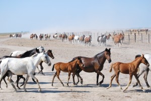 La Feria de Hinojos también es conocida como la Feria del Ganado.