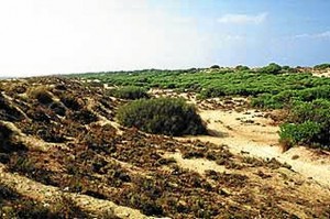 Los Enebrales, en Punta Umbría. / Foto: juntadeandalucia.es.