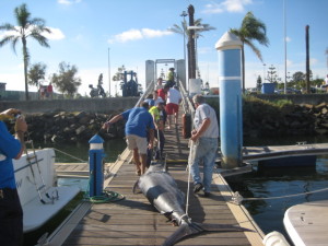 El marlin azul recién capturado. / Foto: Juan Sánchez Muliterno