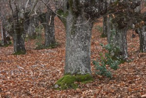 La Sierra de Huelva es un lugar idóneo para coger setas. / Foto: castanoderobledo.com.