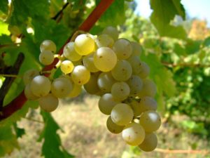 La uva zalema, la variedad más tradicional del Condado de Huelva.