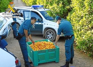 No era la primera vez que el individuo trataba de sustraer mandarinas.