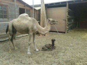 Aires Africanos ofrece a grupos y colegios conocer más de cerca estos animales. 