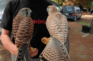 El ejemplar de la izquierda tiene el plumaje normal, mientras que el de la derecha posee la mutación, siendo un ejemplar joven.