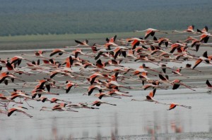 Los flamencos, en los humedales de Doñana.