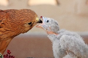 Nodriza cebando un pollito de cernicalo.