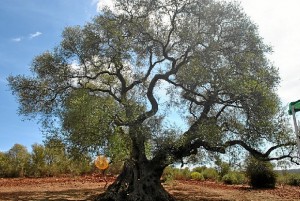 Acebuche milenario en Zalamea la Real. 