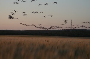 Doñana es un lugar único en el mundo dentro de la ruta de las aves migratorias. / Foto: sferaproyectos.com.