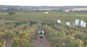 Entre viñedos se desarrollará el I Nordic Walking, una actividad que une deporte y salud.