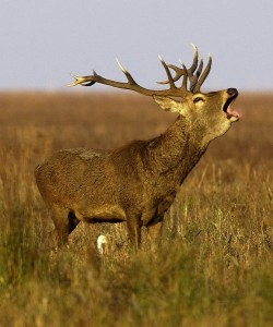 La berrea de los ciervos en Doñana. / Foto: donanavip.com.