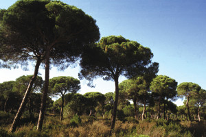 Imágenes del Parque de Doñana.