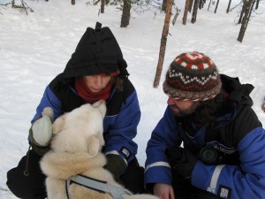 En un trineo tirado por huskies en Laponia.