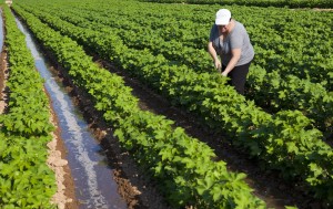 Empleo en el medio rural y para la mujer.