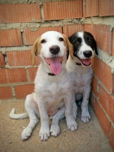 Luna y Morris en el refugio.