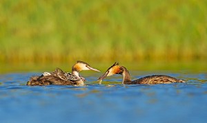 Alejandro pone en valor la riqueza natural de Huelva con sus fotografías. 