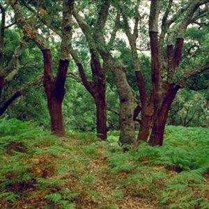 Ayudas de carácter forestal.