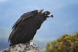 Ejemplar de buitre negro. 