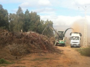 Gibraleón destina restos forestales para Biomasa