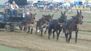 Imagen de un vecino de Lucena participando en un concurso similar celebrado en Lepe. 