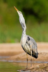 No le tengo especial cariño a ninguna imagen en concreto, pero me quedaría con una imagen de Somormujos el cual el macho da de comer a sus pollos mientras la hembra los lleva en su espalda.