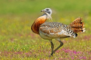 Este onubense quiere reivindicar la naturaleza de Huelva en sus fotos. 