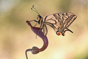 Alejandro realiza asiduas colaboraciones en actividades sobre la naturaleza.