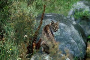 Una de las cintas de las sesiones especiales se centrará en el medio ambiente.