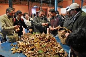 La seta es la gran protagonista de estas jornadas.