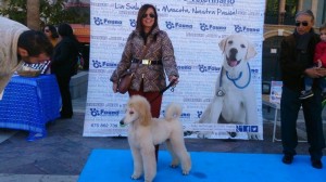 Los perros han sido los grandes protagonistas de la jornada. 