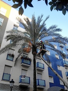 Se están llevando a cabo podas de palmeras en la capital onubense.