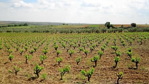 En la reunión los asistentes conocerán las novedades en la normativa de plantación de viñedos.