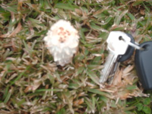  Barbuda o chipirón de campo (Coprinus comatus), a los pies del monumento al fútbol. / Foto: Bernardo Romero. 