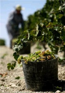 Los jóvenes tendrán la oportunidad de conocer una bodega de la comarca para conocer el modo del elaboración de los caldos.