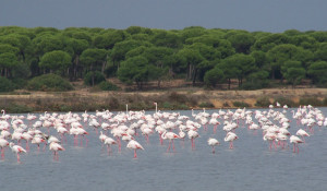 El Paraje Natural Marismas del Odiel.