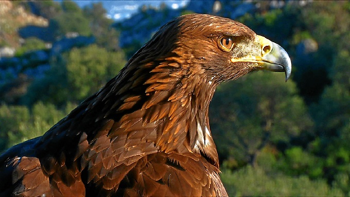 Un ejemplar de águila imperial.