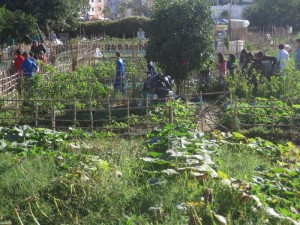 Los menores conocen su naturaleza local a través de estos huertos.