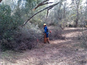 Trabajos forestales llevados a cabo en la Sierra.