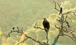 El Huelva se han podido captar imágenes de diversas aves.