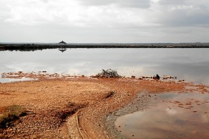 El Paraje Natural Marismas del Odiel cuenta con varios ejemplares.